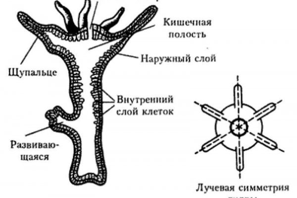 Картинка кракен маркетплейс